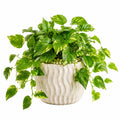 Plante artificielle pothos 45 cm feuillage vert jaune en pot céramique décoratif